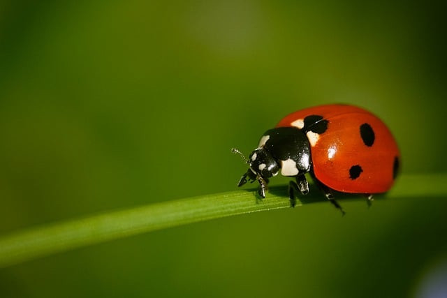 Ladybug