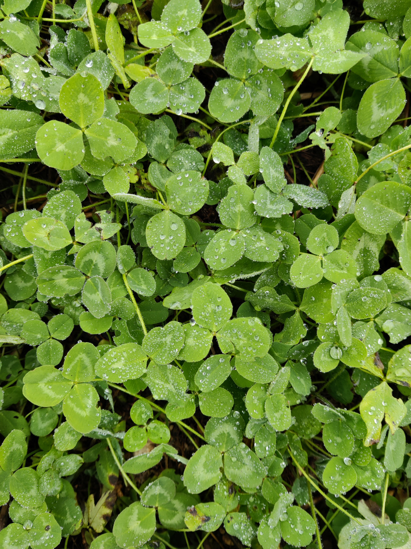 Trèfle comme couvert végétal dans le projet CASTOR