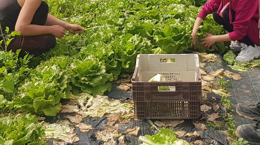 Récolte de salades ©Alexandra Rapiau
