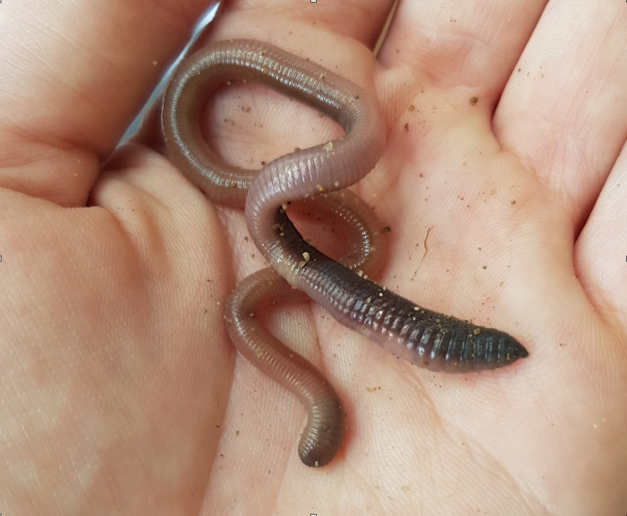 Ver de terre anécique ©Alexandra Rapiau