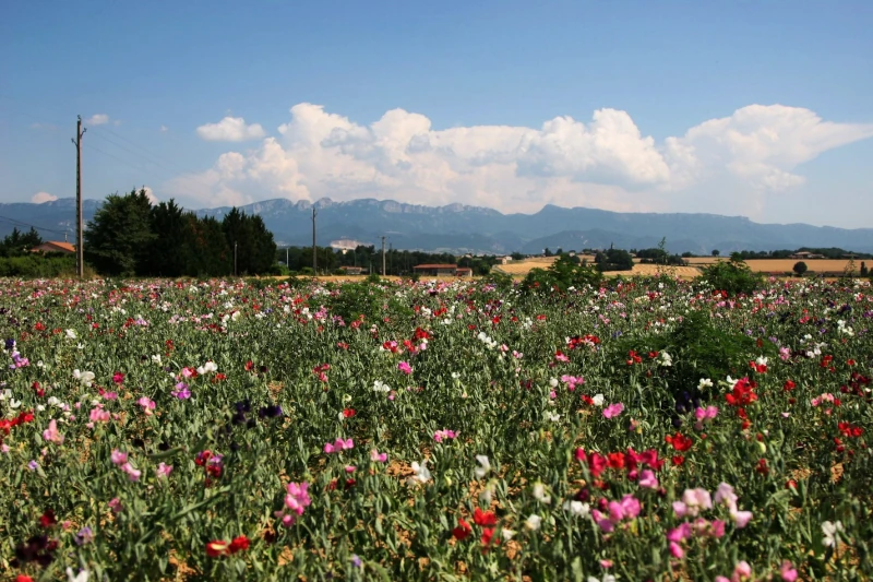 Floristic diversity-rich field in Rovaltain, France