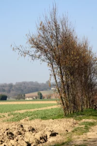 Windbreak Hedge in Rovaltain, France