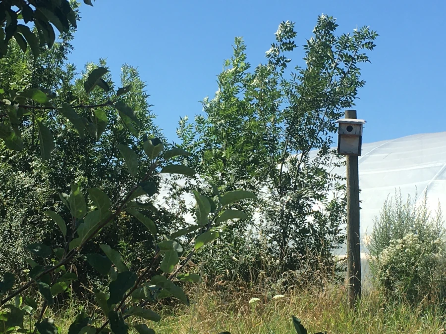 Haie et nichoir sur une parcelle étudiée.