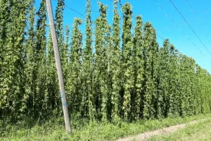 Houblon, projet RAVAST'HOP