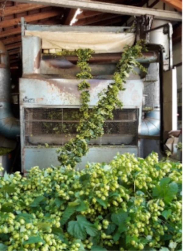 Houblon, projet RAVAST'HOP