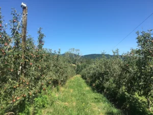 Verger étudié projet CARAB