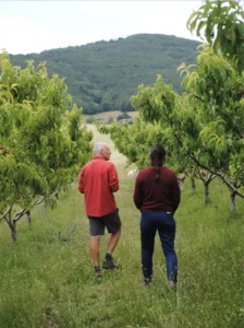 Vergers du massif du Pilat
