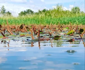 Végétation flottante