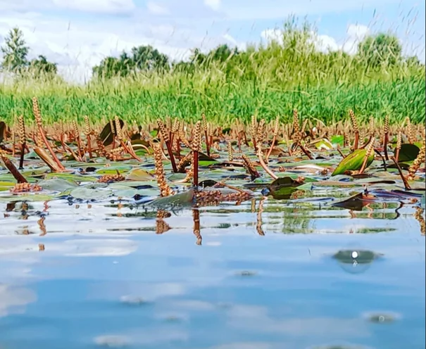 Végétation flottante